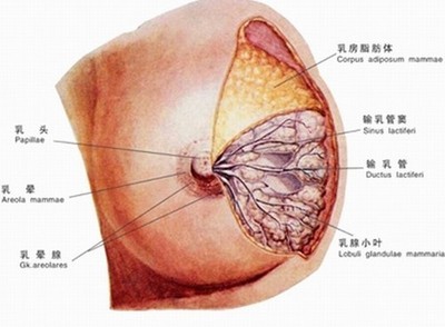 乳腺增生 图片库图片