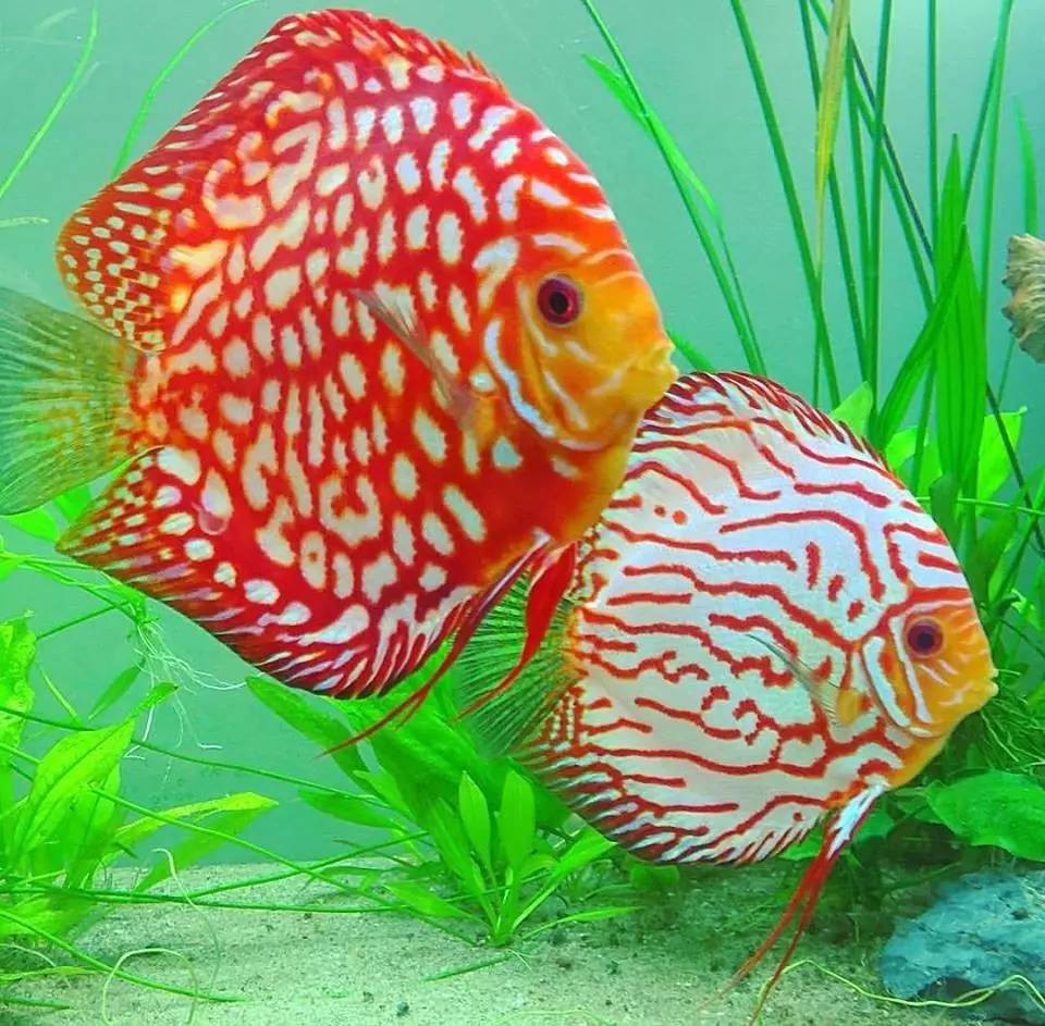 七彩神仙鱼品种 种类图片