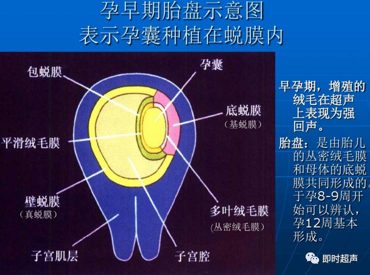 胎盤的胚胎髮育及超聲