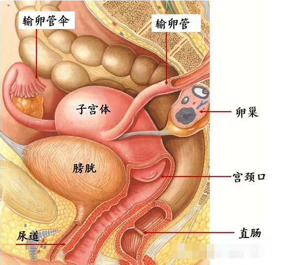 子宫人体的位置示意图图片
