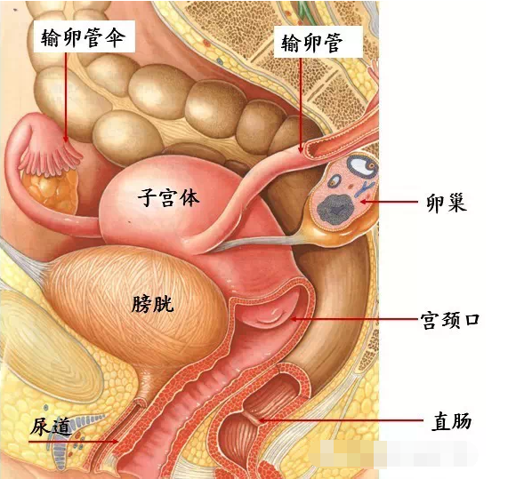 首先小u给大家介绍一些子宫在身体内所处的一个位置