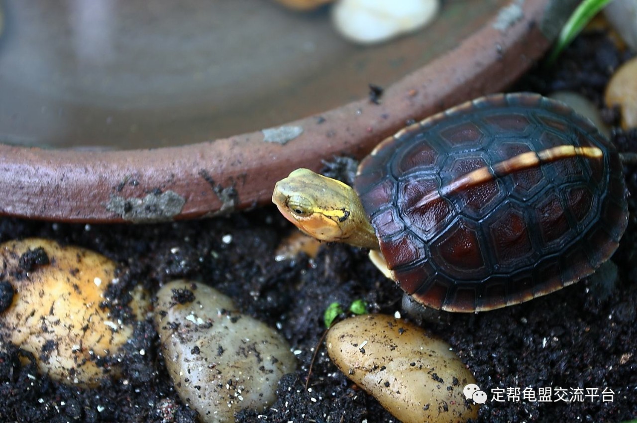 黃緣飼養衣食住行