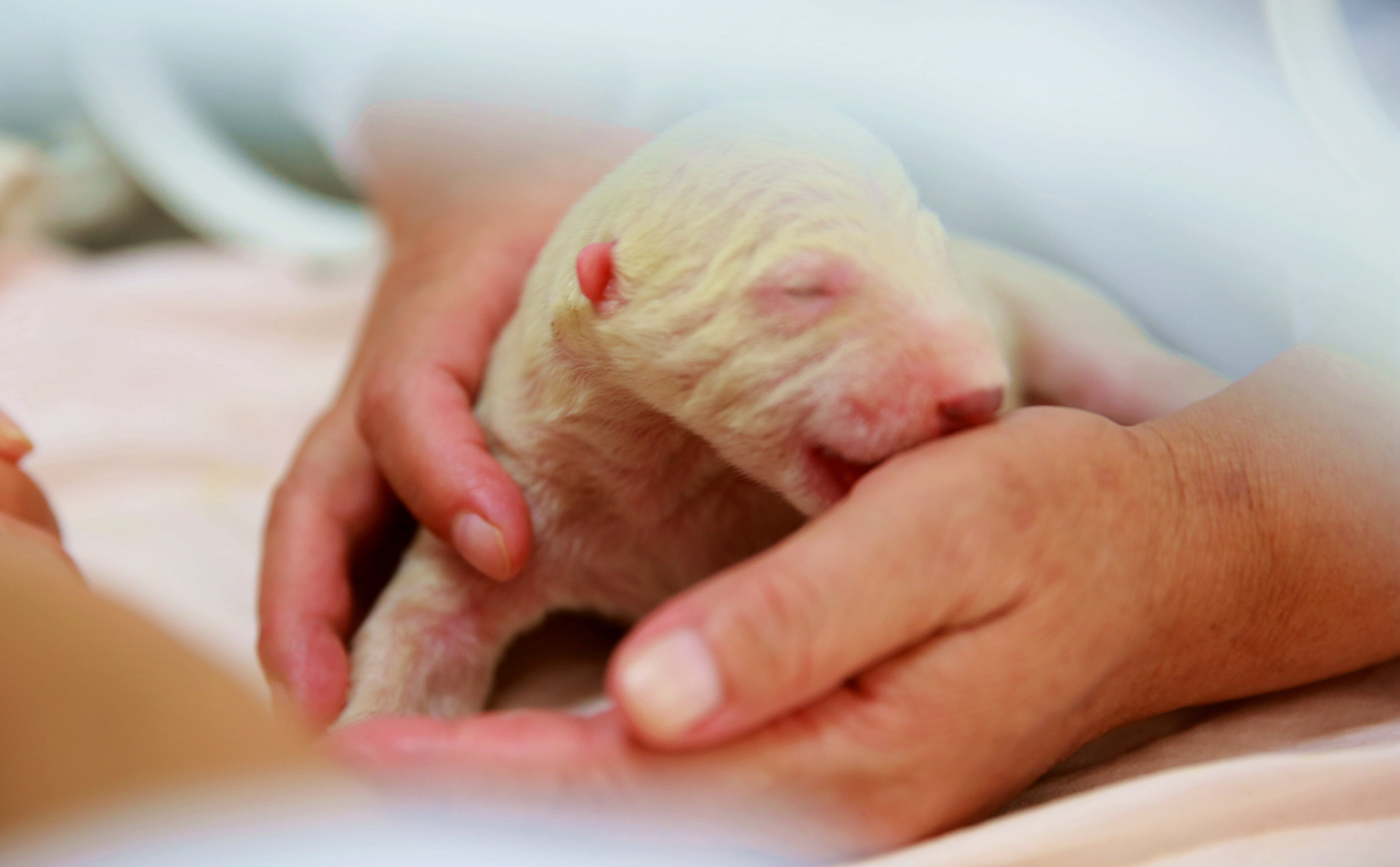小北极熊姐姐出生时由于胎衣没有破