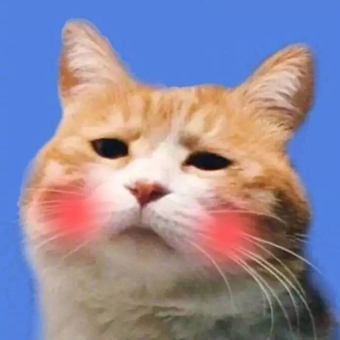 猫咪皱眉头表情包图片