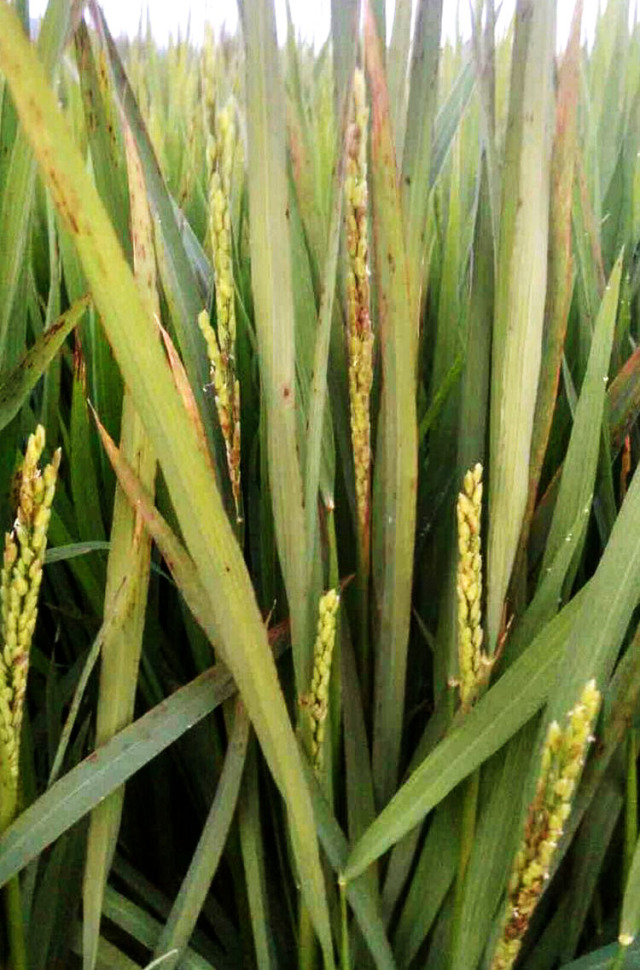 水稻褐变穗的最佳农药图片