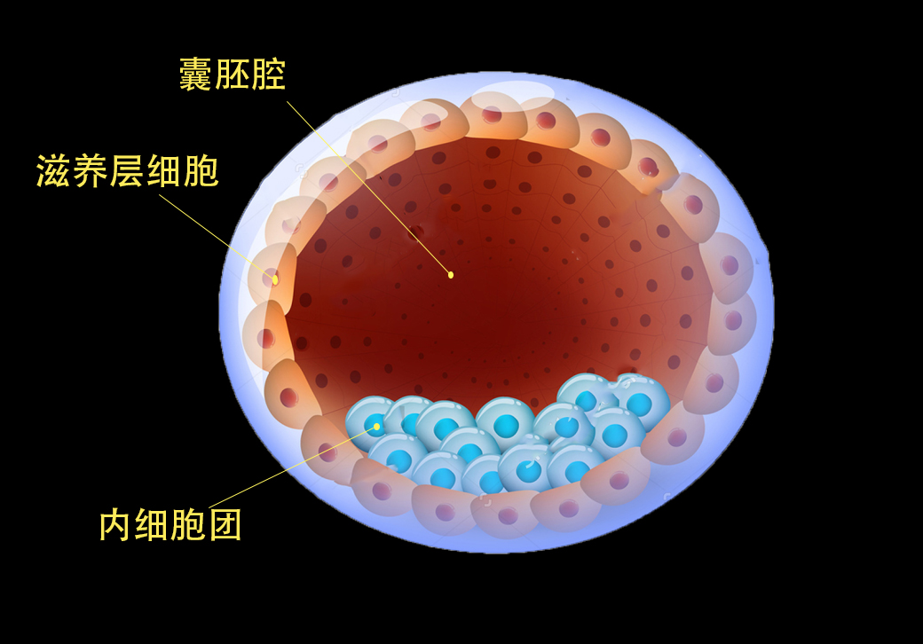 表示囊胚腔已扩张,透明带变薄,内细胞团明显,滋养外胚层细胞紧密量多