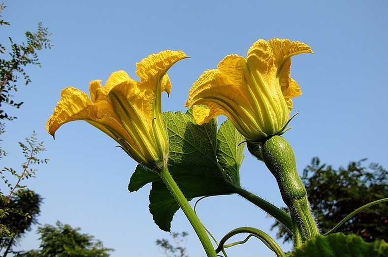 南瓜雌蕊雄蕊的花图片图片