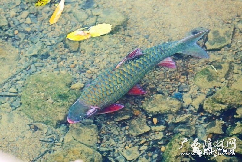 隆林傳說中食者暴死的者保同福魚洞神魚你見過嗎