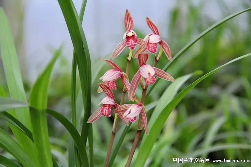 夏天建蘭四季花魁新種紅花