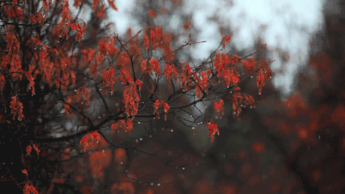 秋风落叶动态凄美图片图片