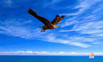 老鹰动图飞行图片