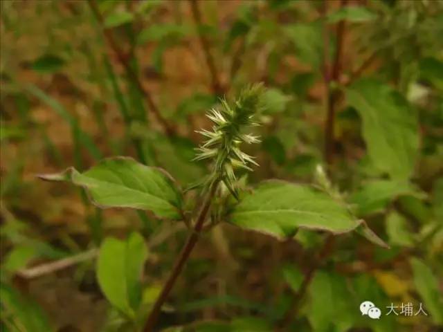 大埔農村裡最常見的一種草藥可根除頑固性痔瘡