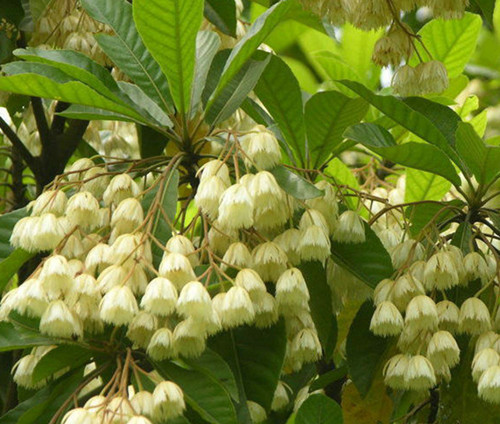 七月開花的植物:杜英————杜英科,蘇鐵————蘇鐵科———(7-8月