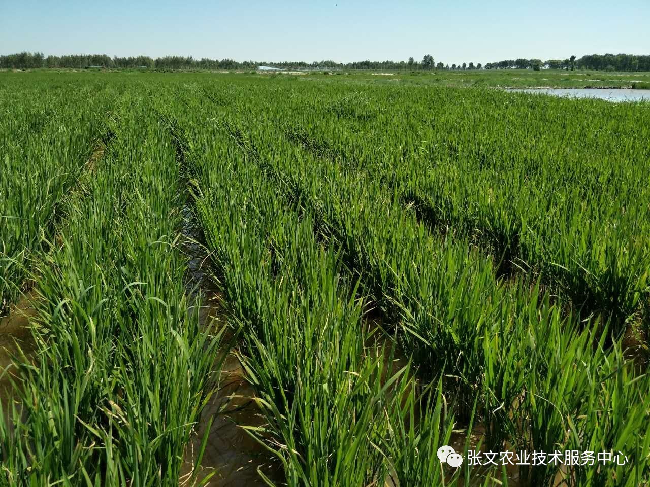 水稻種植專利技術的下圖是已經放棄的鹽鹼地水稻田下圖是未改良的ph9