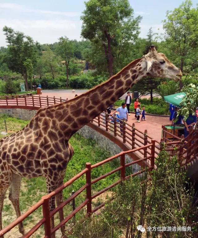 13日濟南章丘野生動物園活動來襲一日遊特價128元位