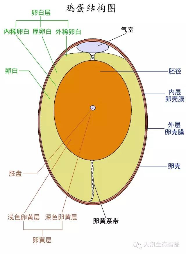 生鸡蛋内部结构图片