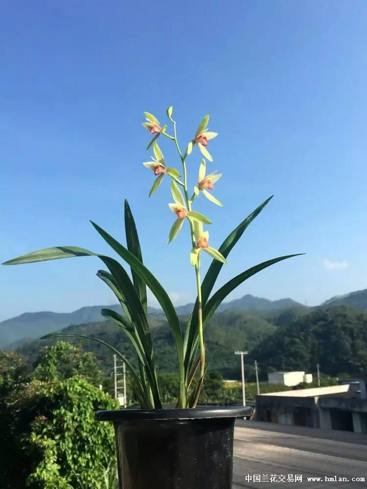 夏天建蘭胭脂紅素