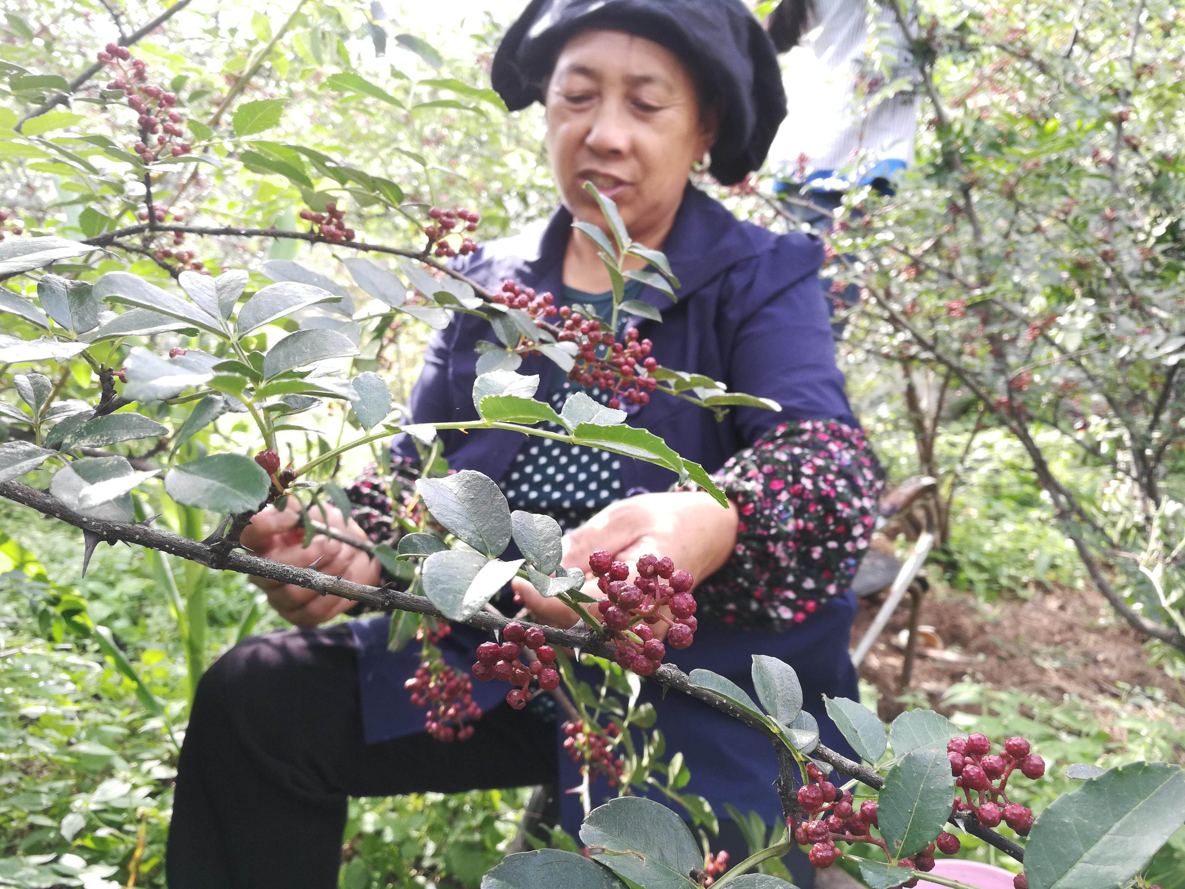 二人台摘花椒图片