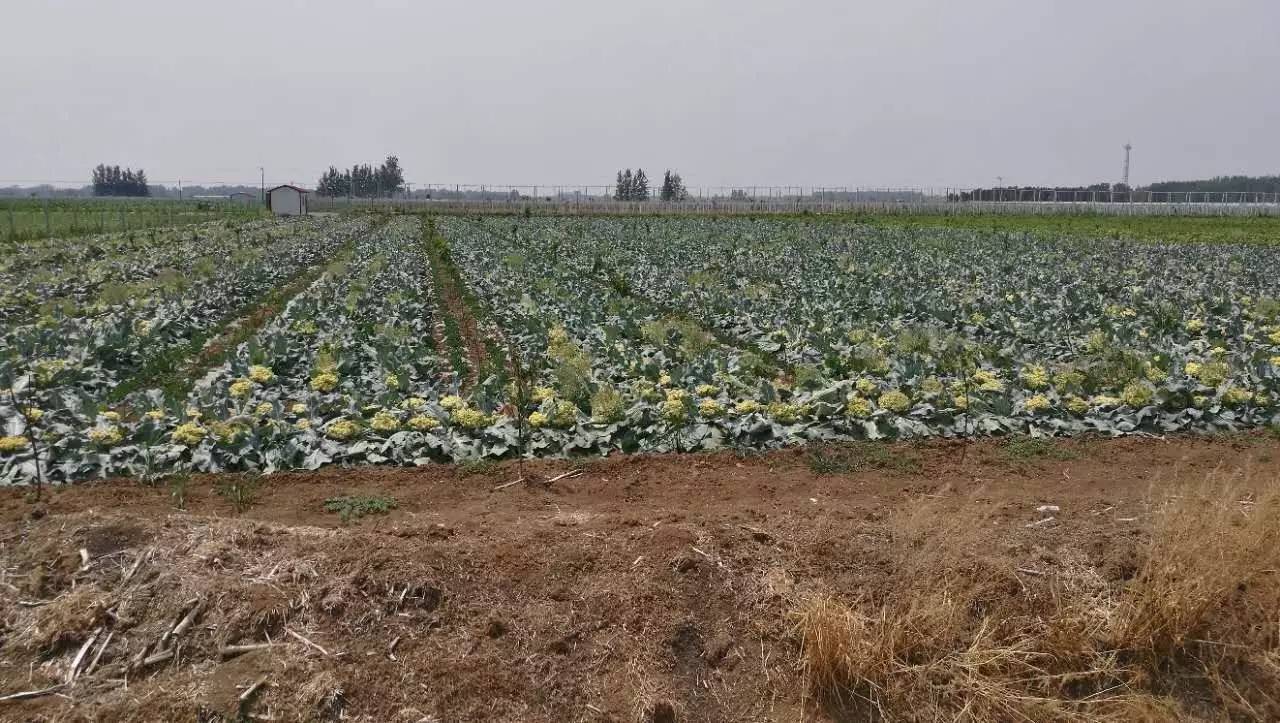 盛世警言在農村有2億農民假裝在種地賠賠賠目前家庭農場主普遍虧損的