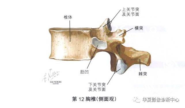 頸椎胸椎腰椎的詳細解剖都在這裡了