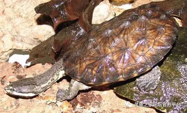 南美蛇颈龟图片