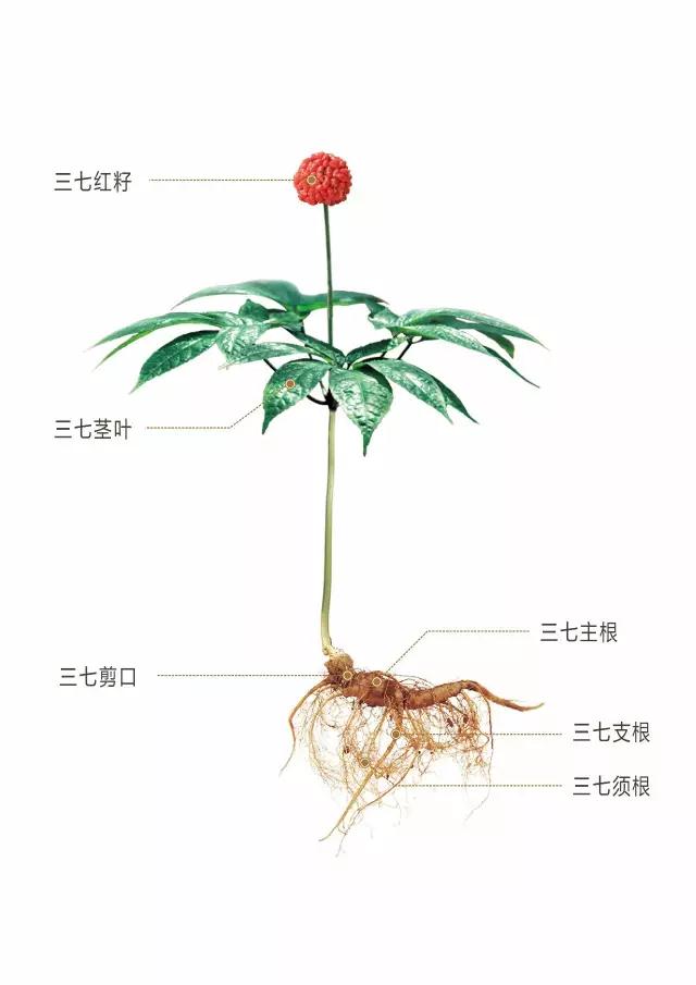 三七根也有效,为什么要剪掉呢?