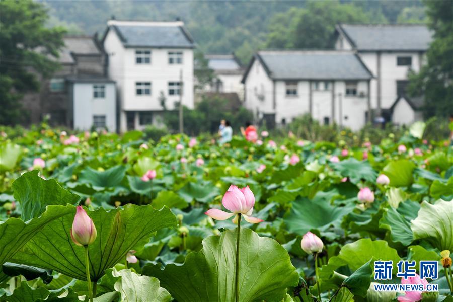 信阳市郝堂村:民居如画 荷花飘香(图)