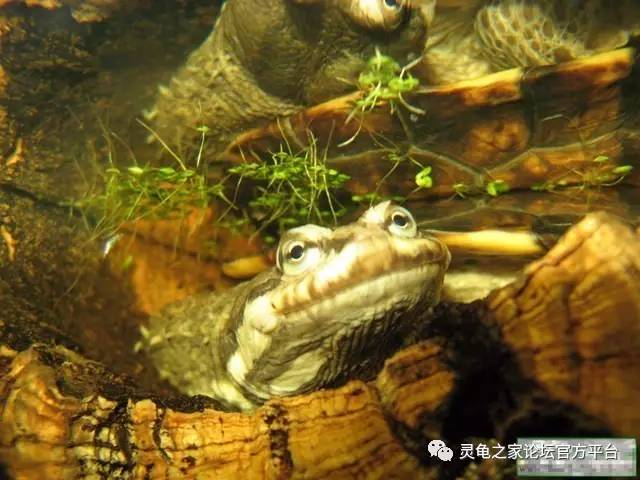 阿根廷蛇颈龟图片