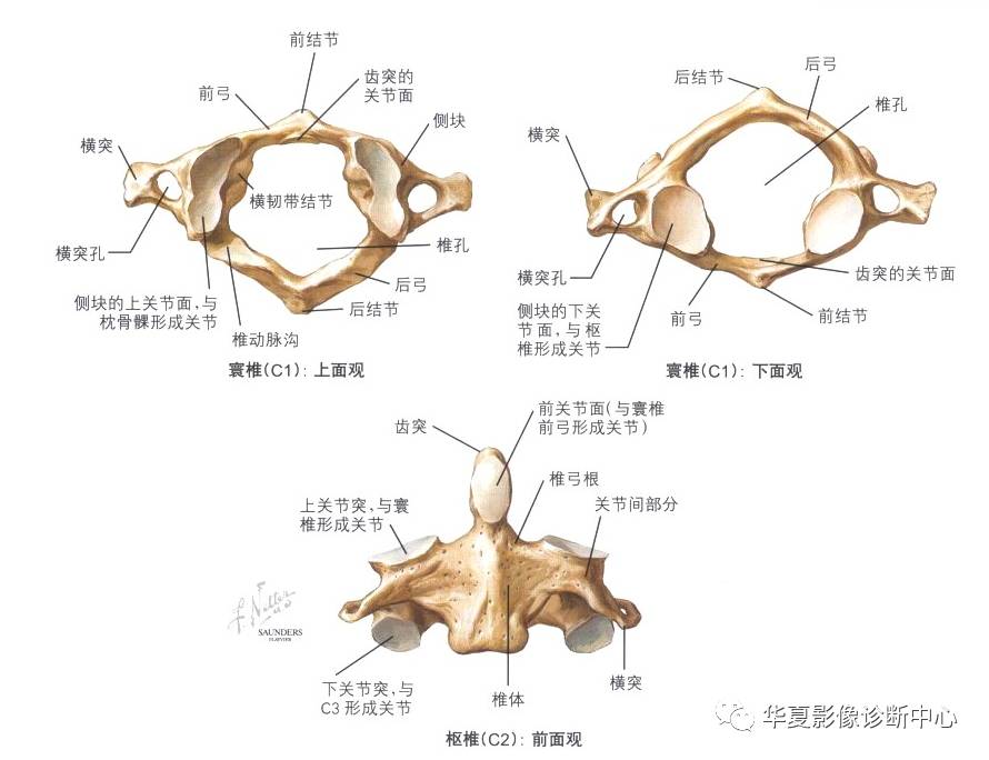 頸椎胸椎腰椎的詳細解剖都在這裡了