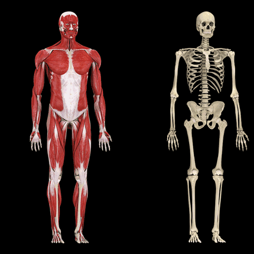▏照片,作品3d图库▕▏骨骼,体块,肌肉,分面3d模型▕会画了一线教学