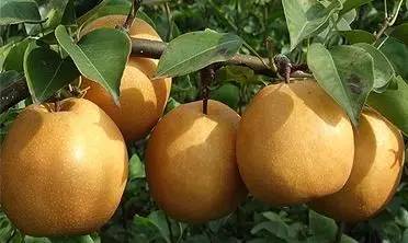 黄花梨黄花梨是一种新颖的梨中珍品,其皮薄,核小,味甜,肉嫩,质细,水足
