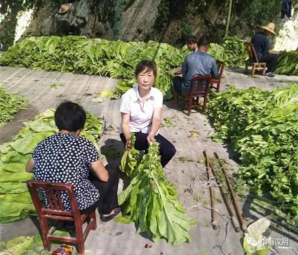 沈兰玲是一个从安康市汉滨区嫁入汉阴县蒲溪镇田禾村(原田禾乡田禾村)