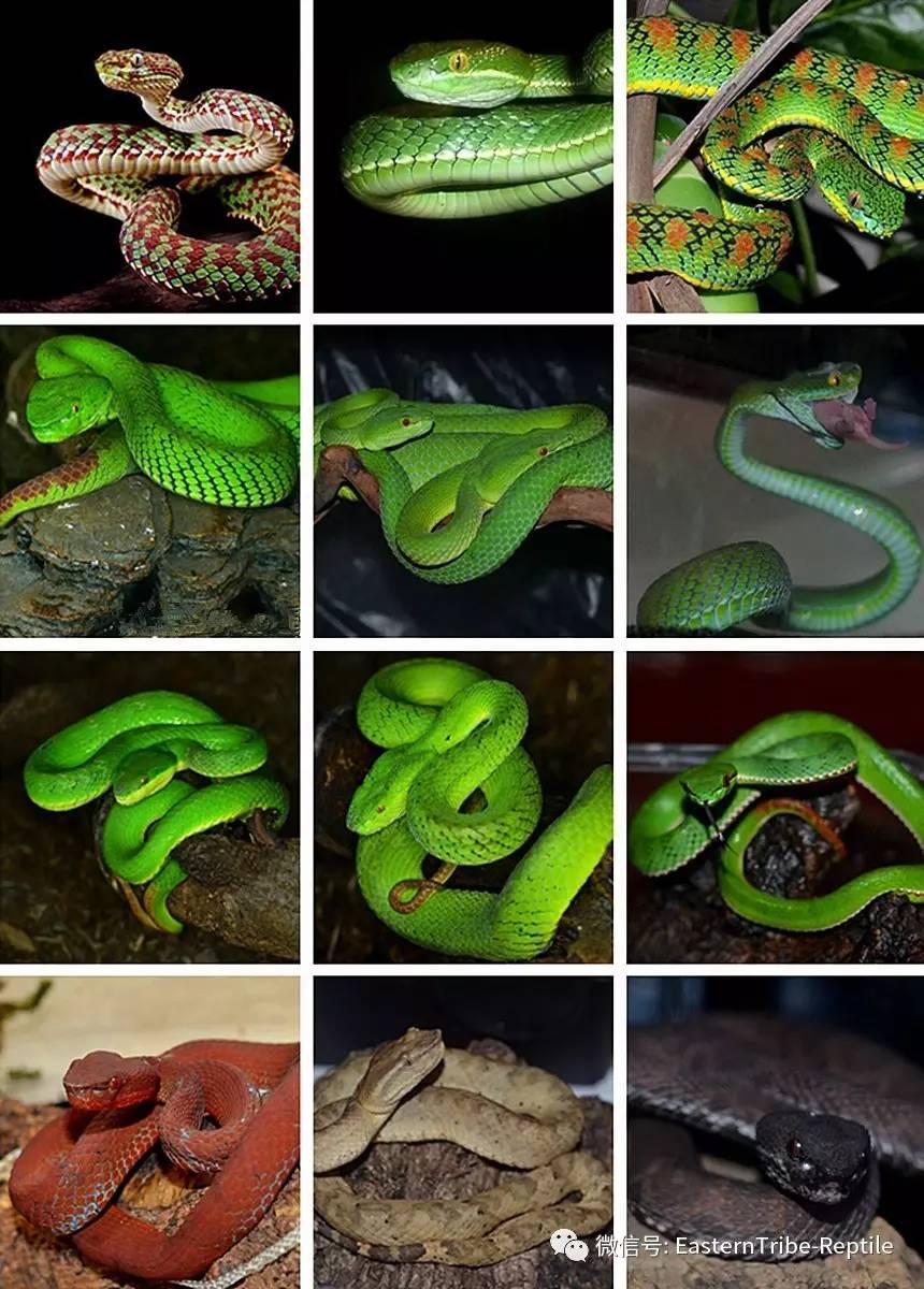 青蛇的种类大全带图片图片