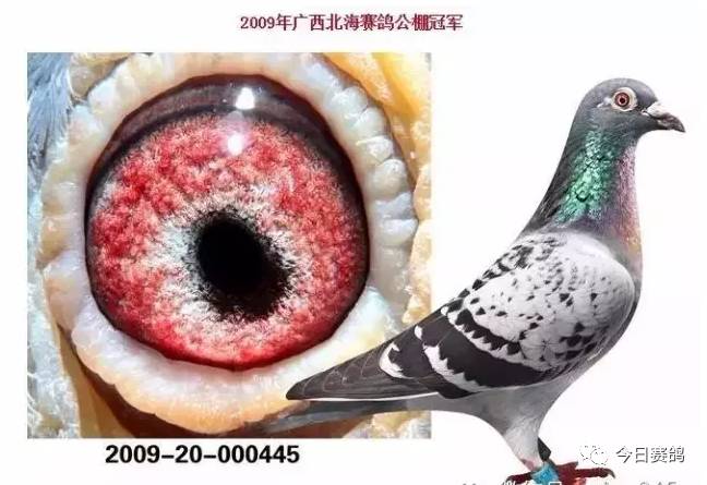 广西周裕军种鸽图片展图片