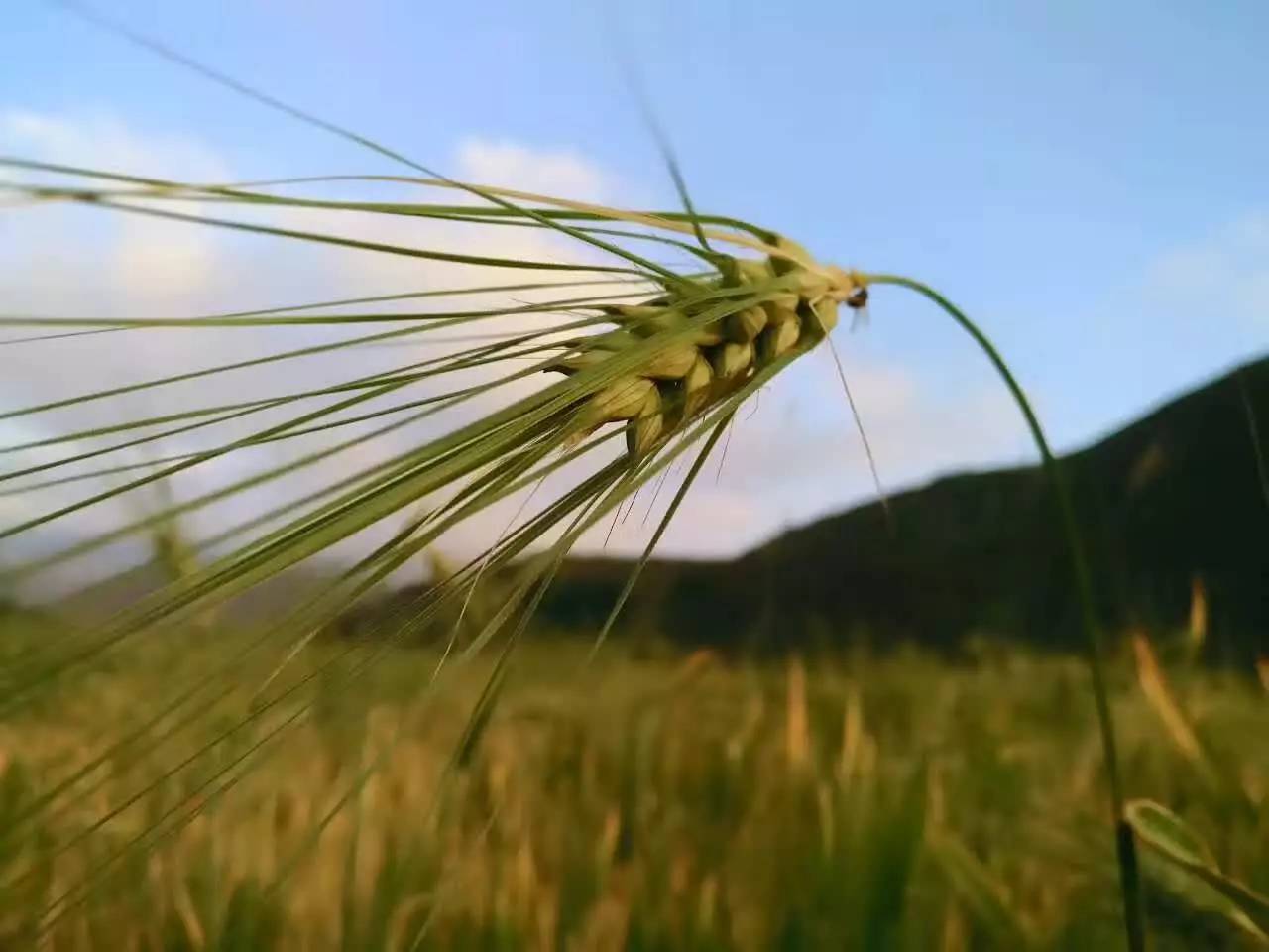 小麦▼站在一片青稞之中,我似乎看到了万千年前的青藏大地,物竞天择