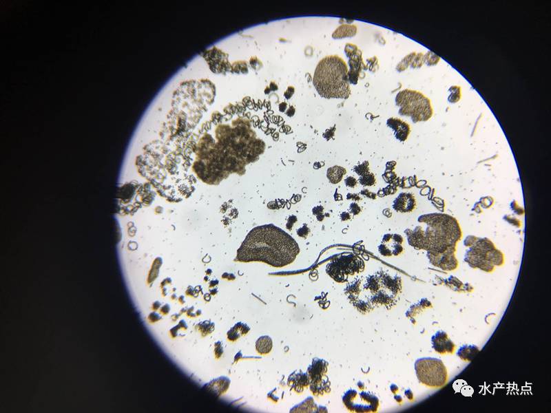 蓝藻显微镜下的图片图片