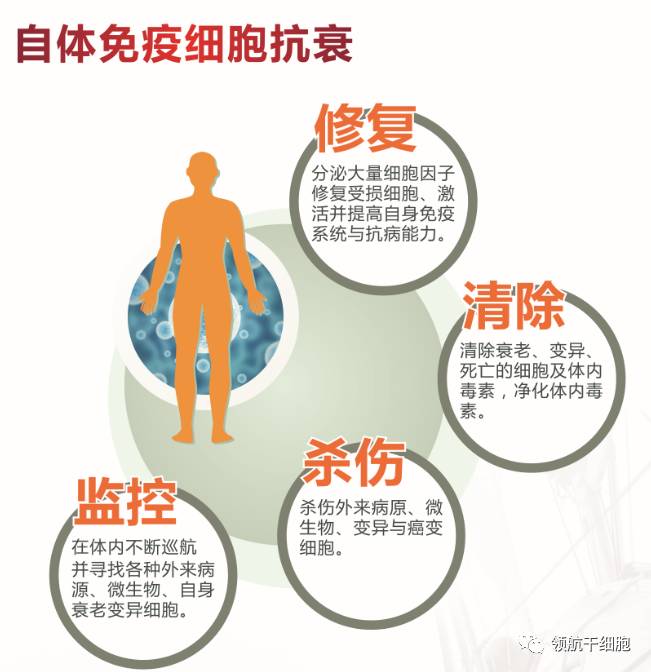 免疫細胞與我們人體的健康密不可分