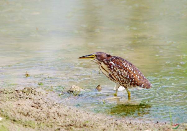 黄斑苇鳽(yán)夜鹭绿鹭池鹭牛背鹭小白鹭草鹭苍鹭鹭科鹳形目普通鸬鹚