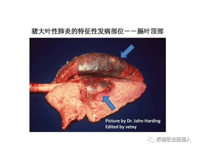 臨床知識豬肺部大體病變與臨床初步診斷上