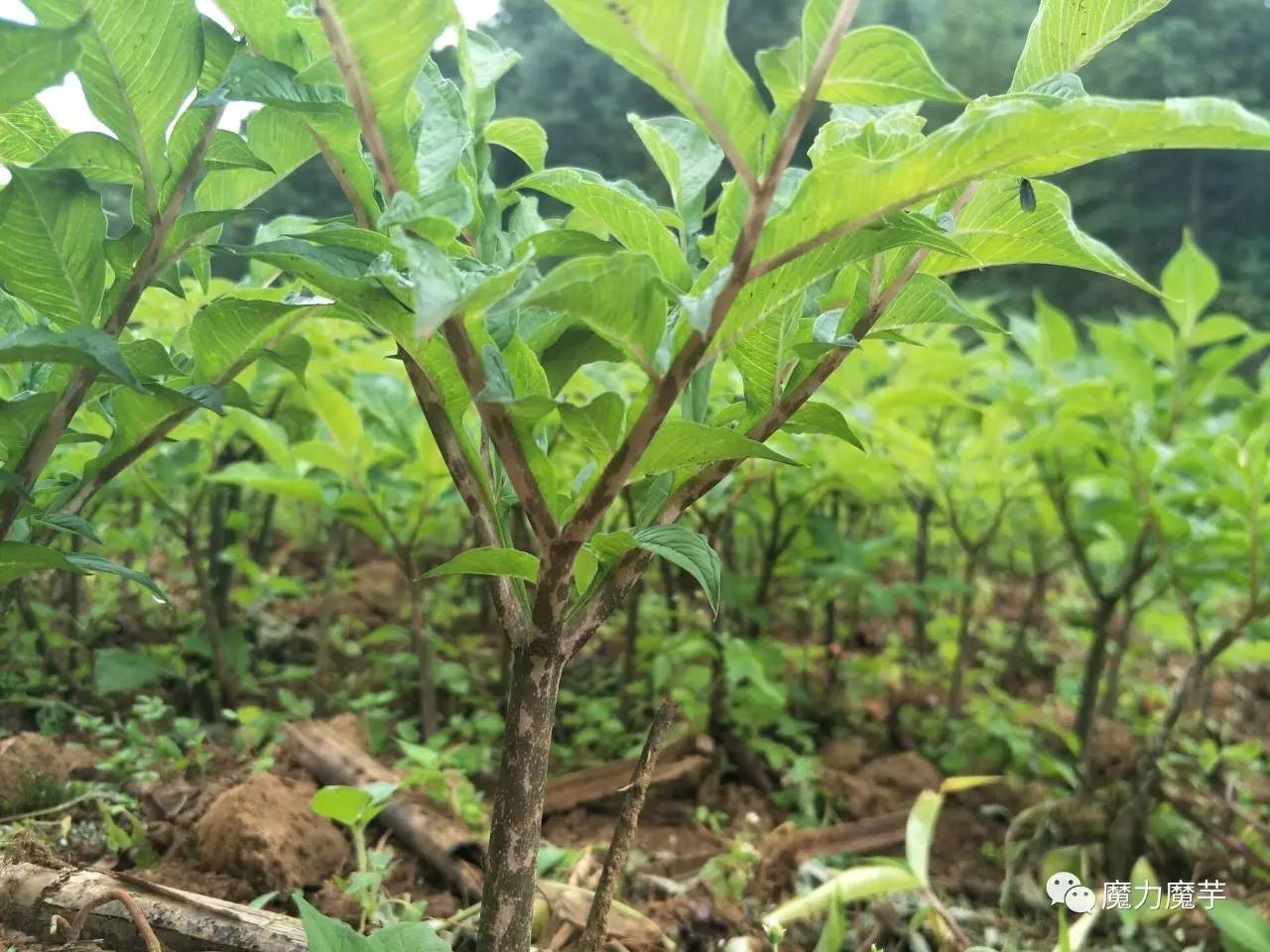 魔芋種植前期做得好後期不操心