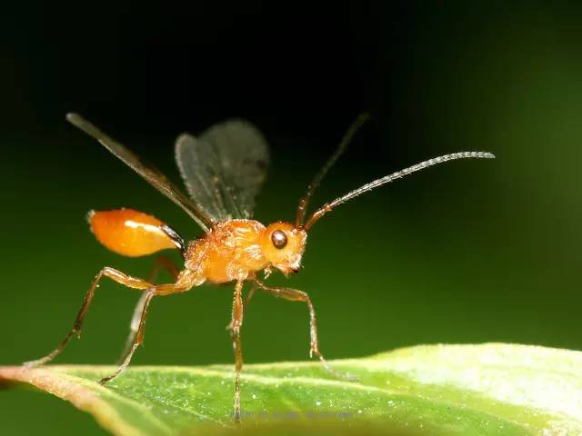 3,缨小蜂科