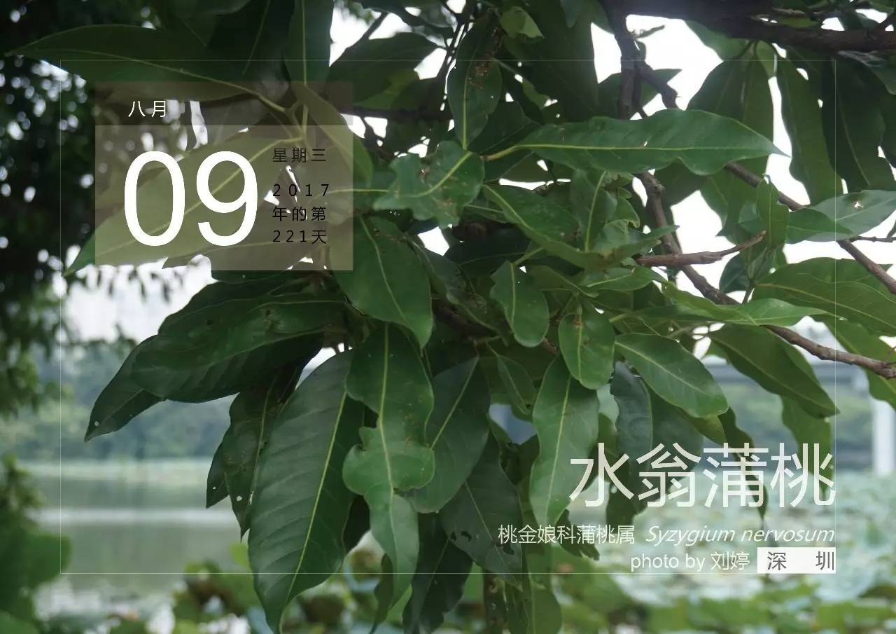 8月9,水翁蒲桃