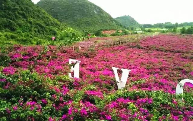 桂林花海門票免費領火龍果免費摘啦