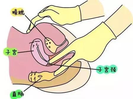 怎样用手确定卵巢位置图片