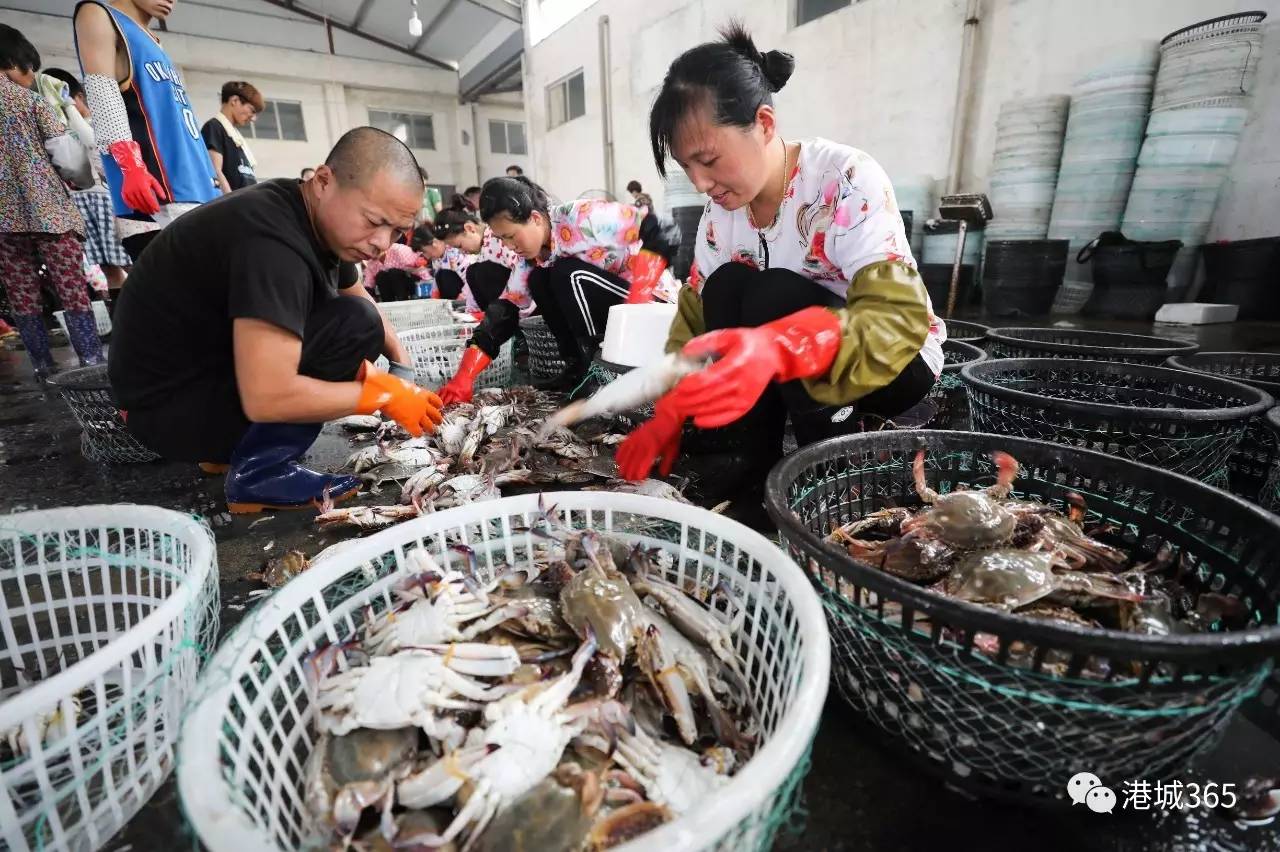 今天上午,在贛榆區海頭鎮海港海產品交易市場,漁民們正在分揀捕獲的鮮