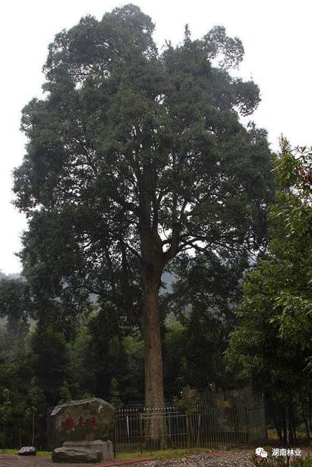 永州金洞幹群為1595株古樹解渴