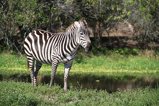 英語單詞速記動物animals單詞補充版