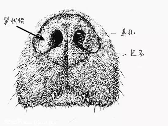 狗狗鼻子骨头结构图片