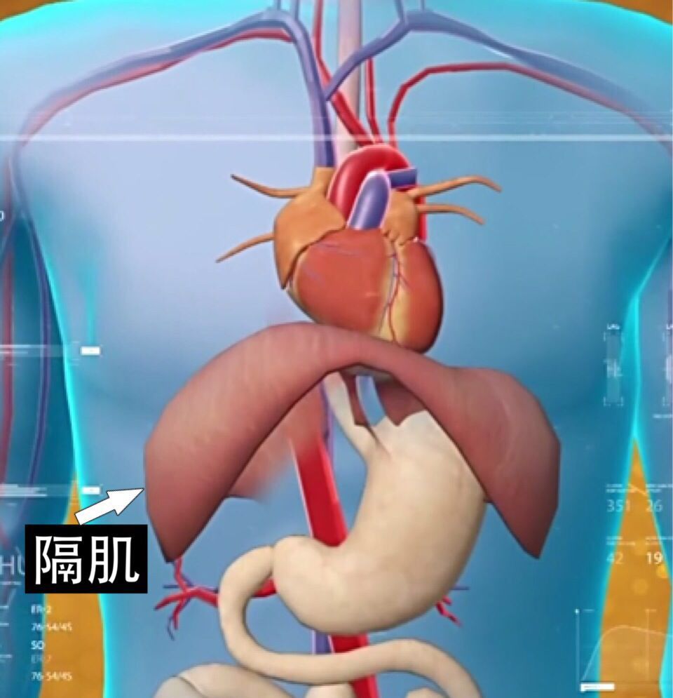 膈肌和胃的位置图图片