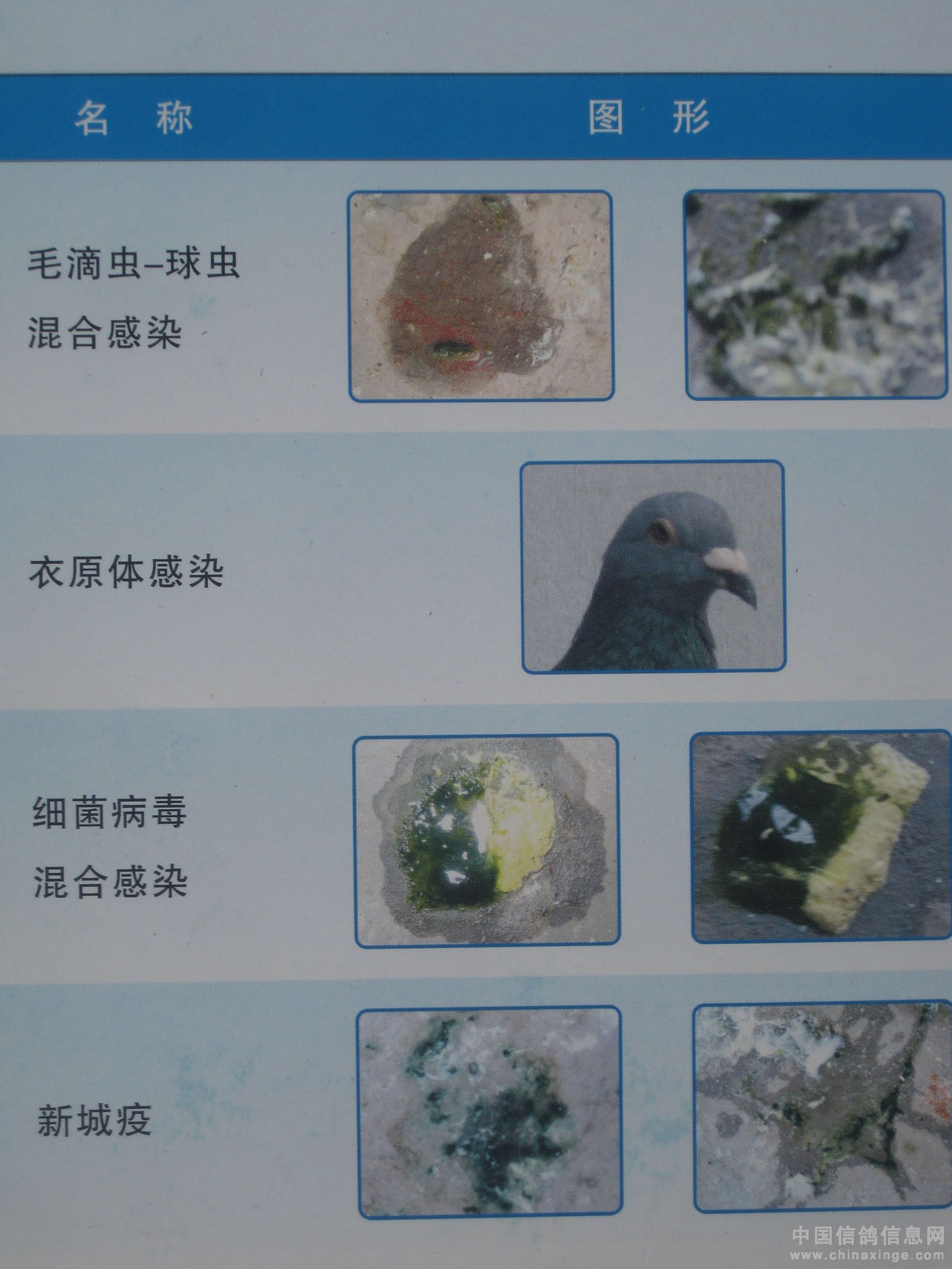鸽子的粪便图片参考图图片